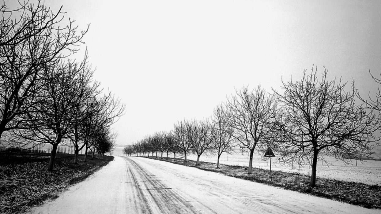 © Radu Jude, Adrian Cioflâncă, SAGA FILMS