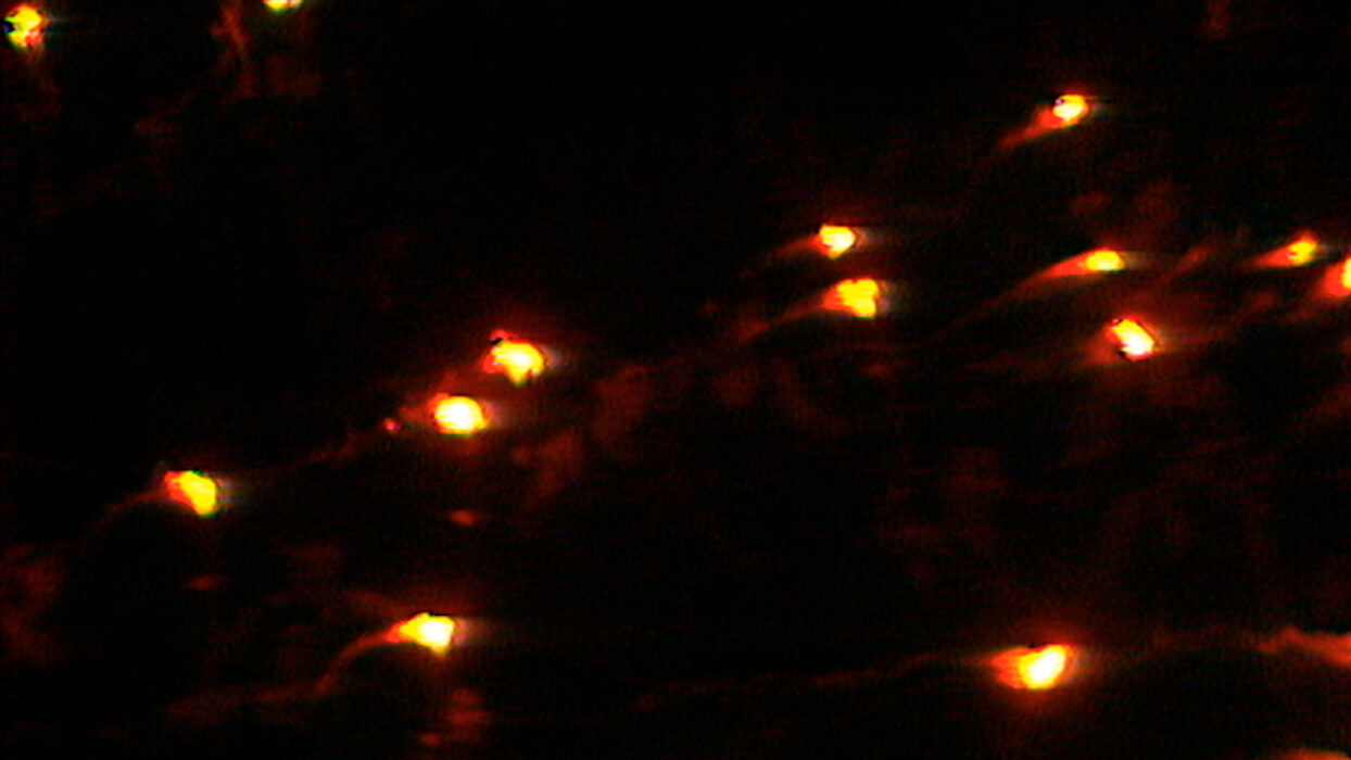 © Marta Popivoda, FISKULTURA FILMS