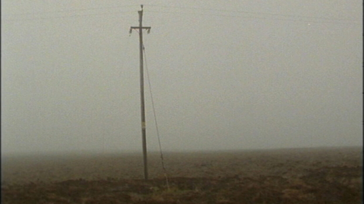 Bogman Palmjaguar © Luke Fowler