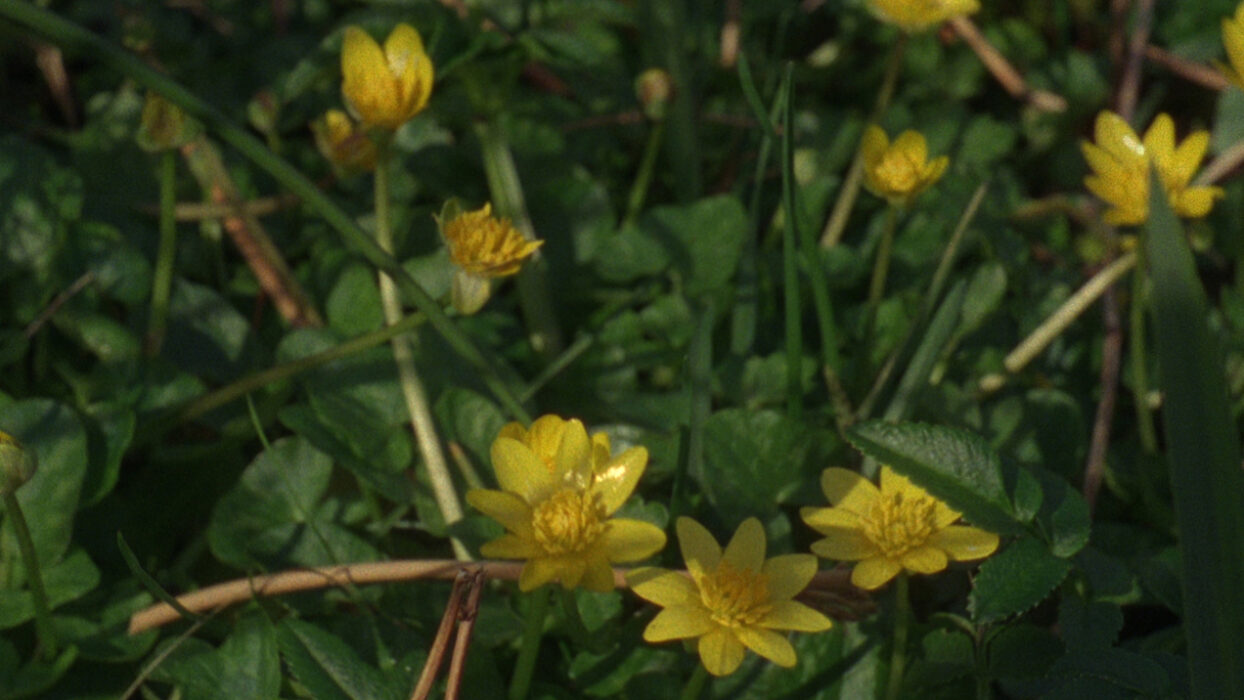 Depositions © Luke Fowler