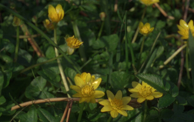 Image issue du film Depositios