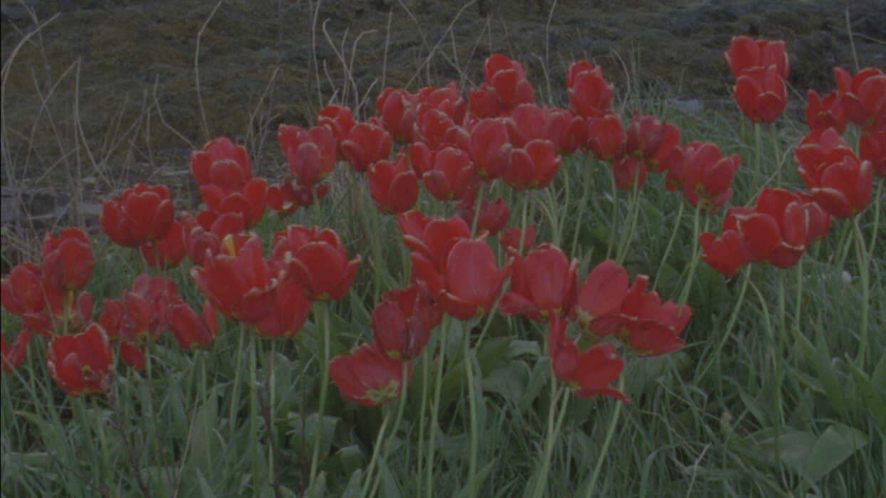 Houses (for Margaret) © Luke Fowler