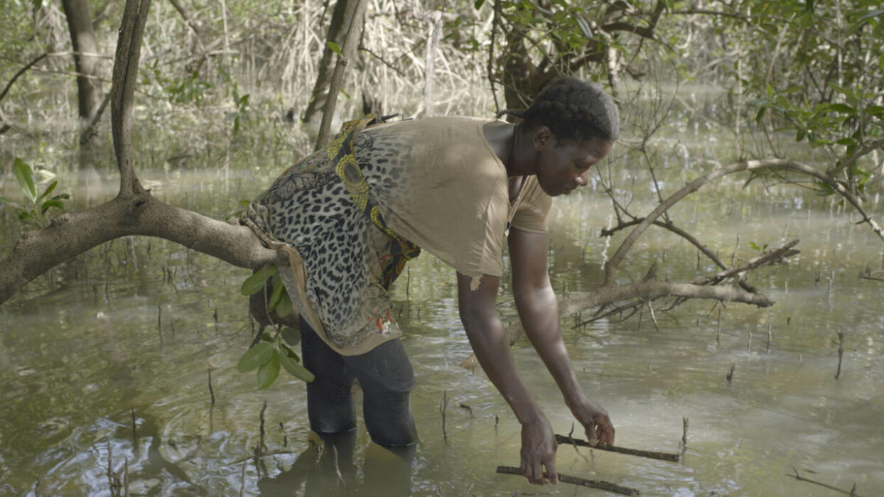 Image issue du film Mangrove School