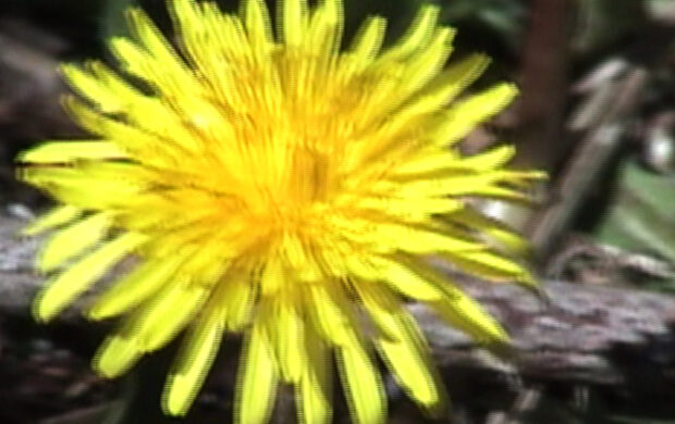 Image issue du film Untitled part 3b : (as if) beauty never ends