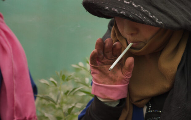 Image issue du film Wild Relatives