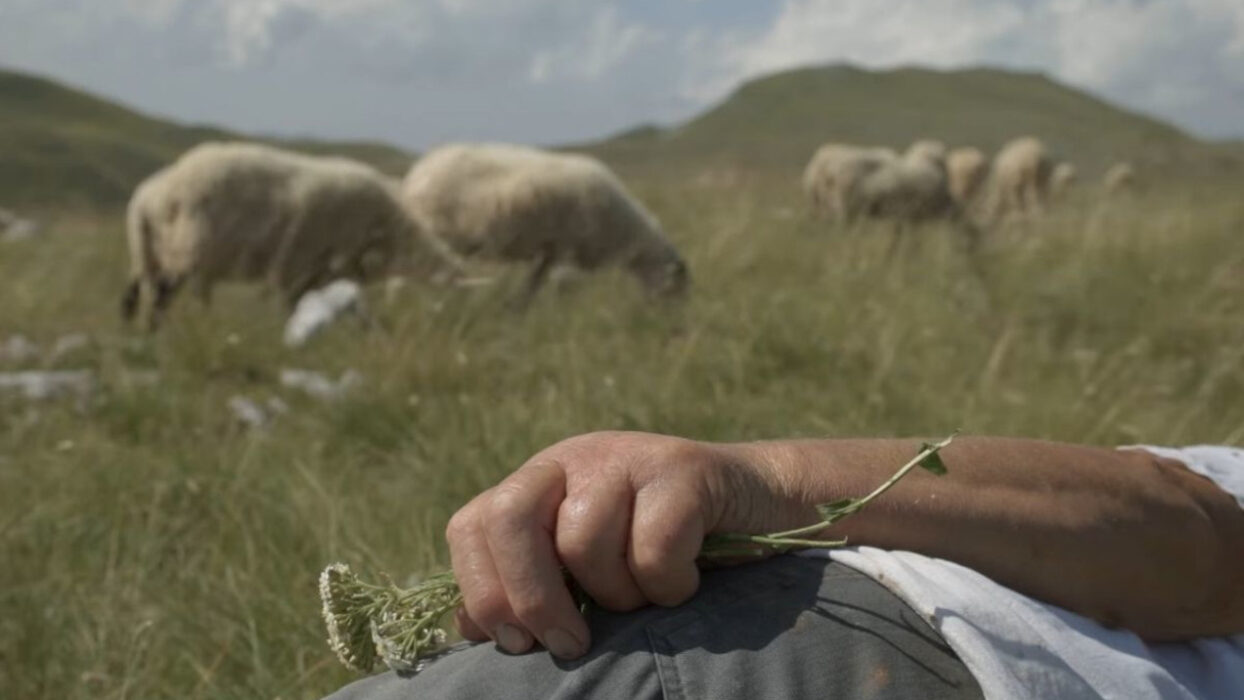 © Biljana Tutorov, Petar Glomazić _ Wake Up Films _ Cut-Up _ Les Films de l'œil sauvage _ Cvinger Film